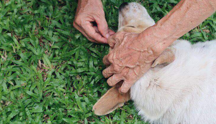 Evcil Hayvanınızdan Güvenli ve Doğru Şekilde Kene Nasıl Çıkarılır?