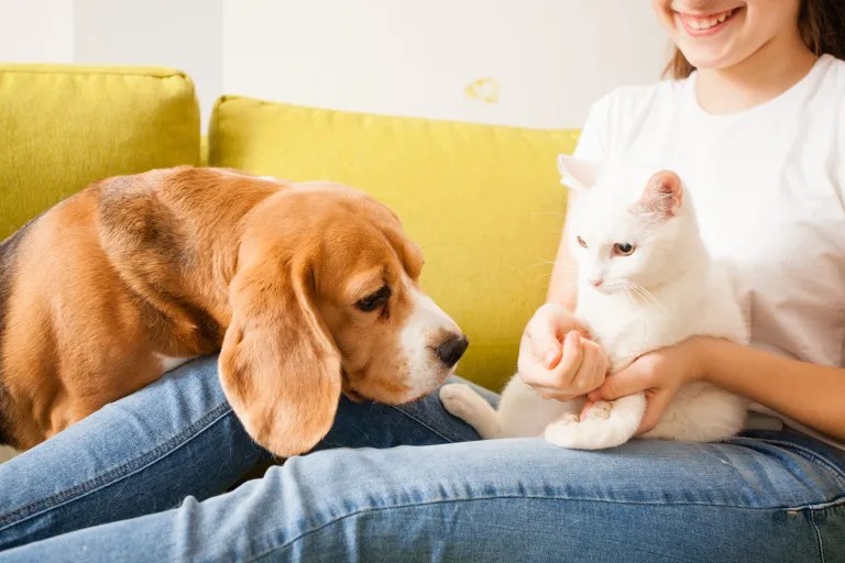 Beagle ve kedi evcil hayvan sahibiyle birlikte