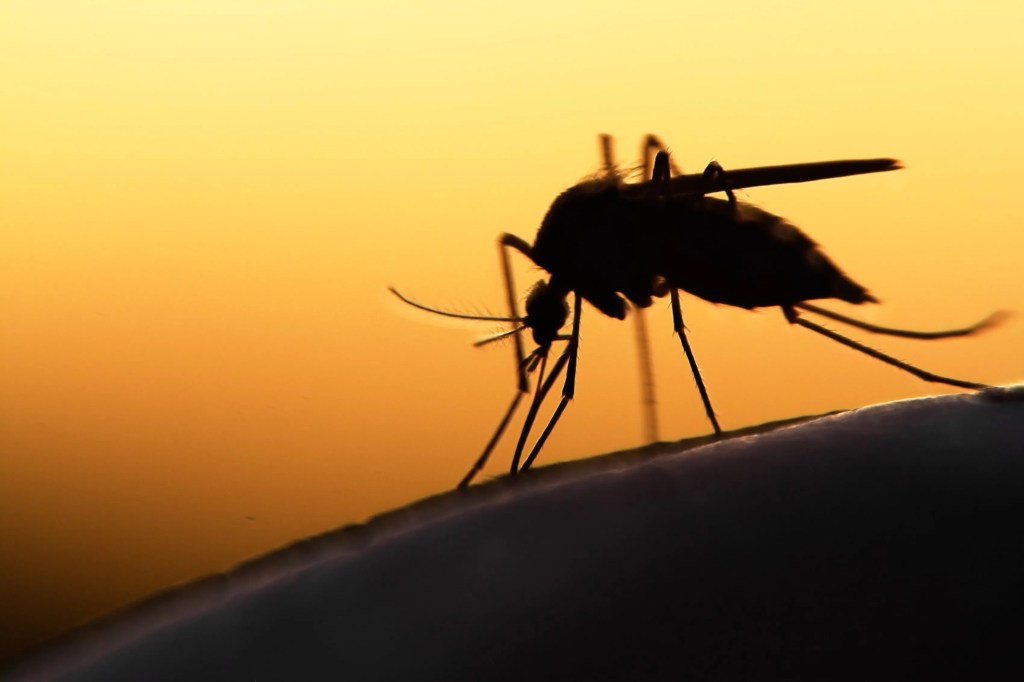 Sivrisinekler dünyanın her yerinde, özellikle de göller ve bataklıklar gibi sıcak ve nemli ortamlarda bulunan bir baş belasıdır.