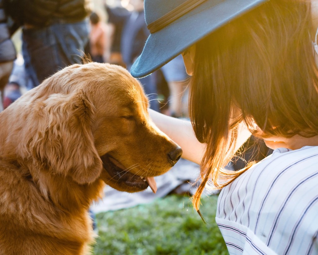 Köpek ısı yorgunluğu