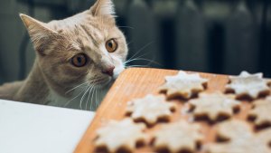 Evcil Hayvanlar İçin Tehlikeli Yiyecekler