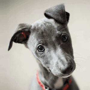 Yavru köpeklerde sosyalleşme