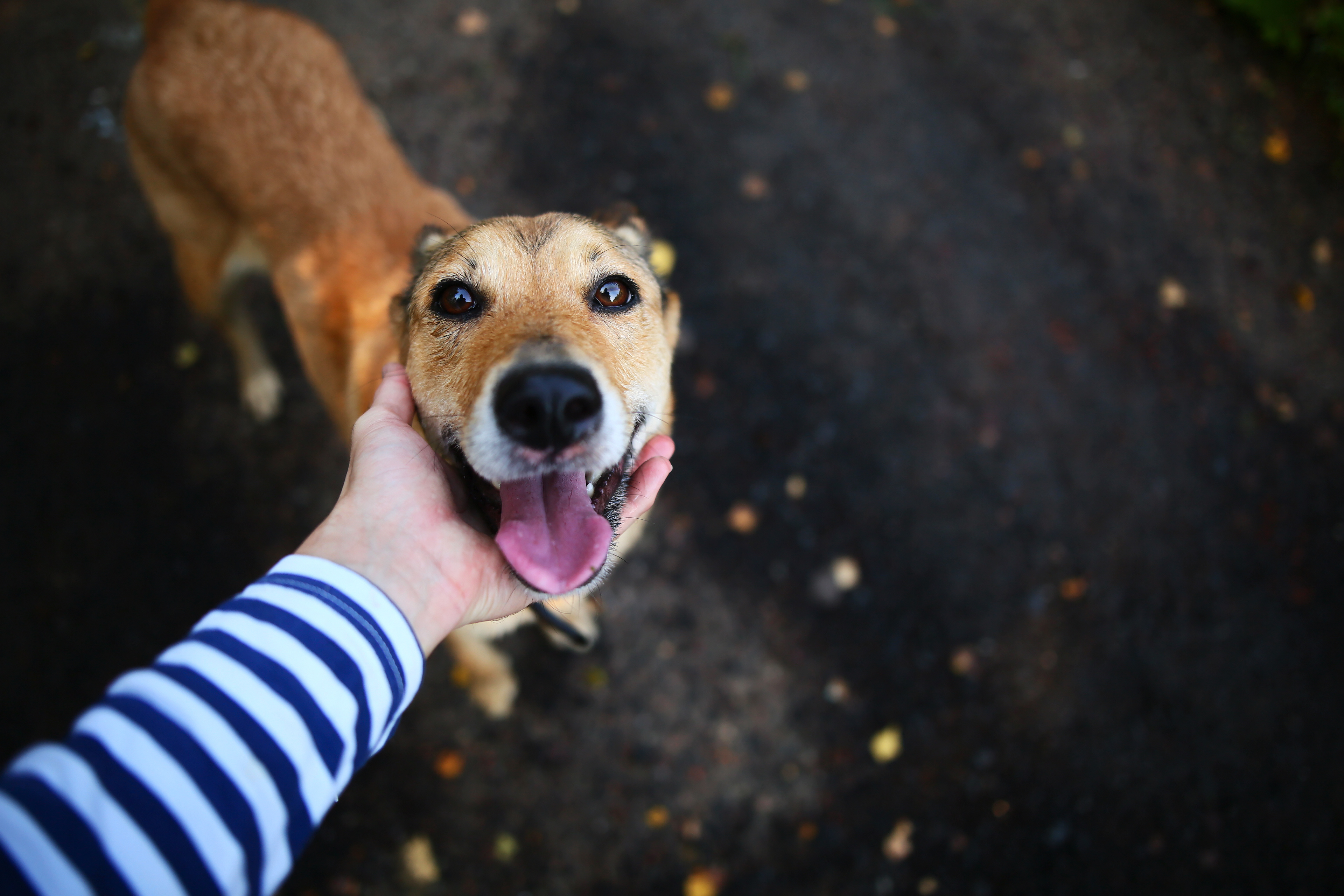 Köpeklerle Arkadaşlık Kurmak