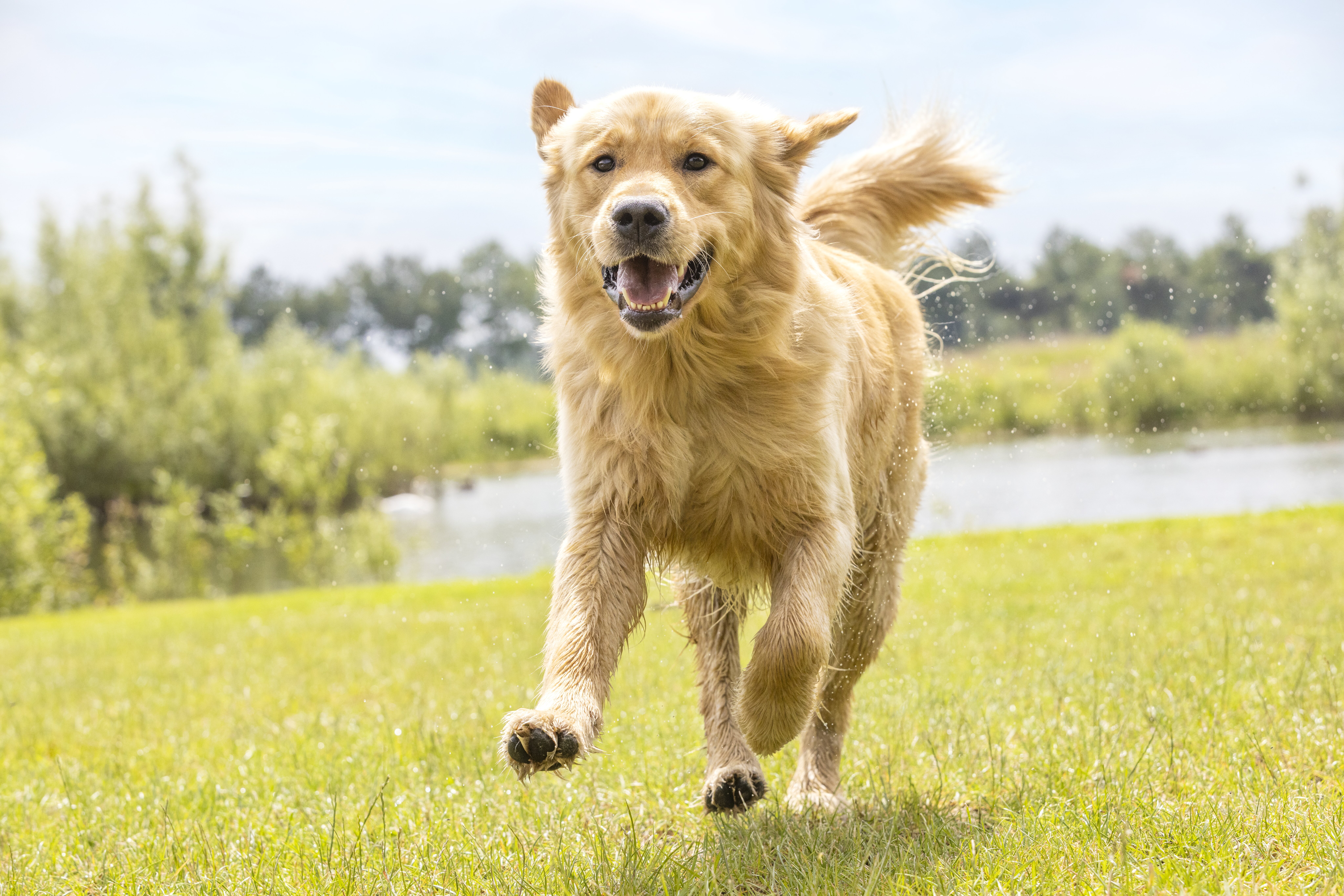 Köpeklerde Tekrarlayan Kulak Enfeksiyonlarını Yönetmek: Bir Köpek Sahibinin Günlüğü
